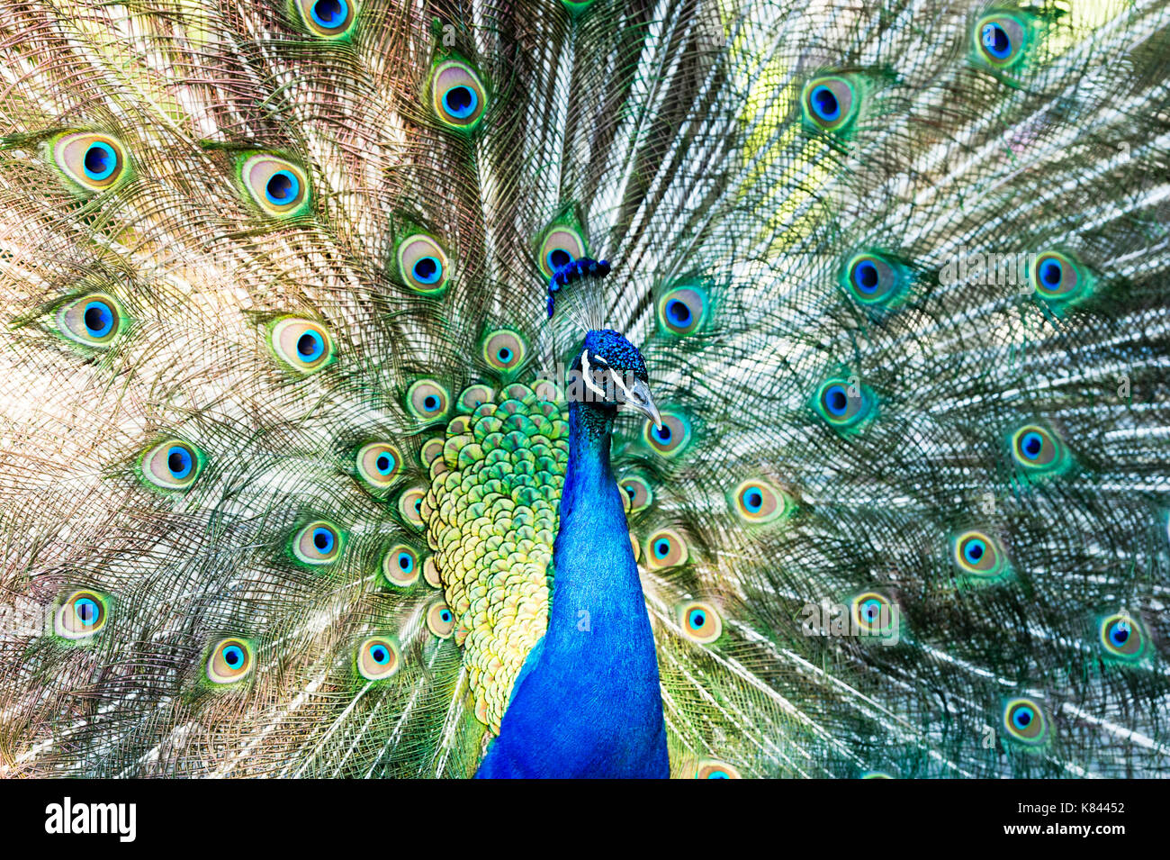 Pfauenfedern Paarung ist eine männliche Pfau seine Federn und Daunen Verbreitung in einem vollen auf balztanz. Stockfoto