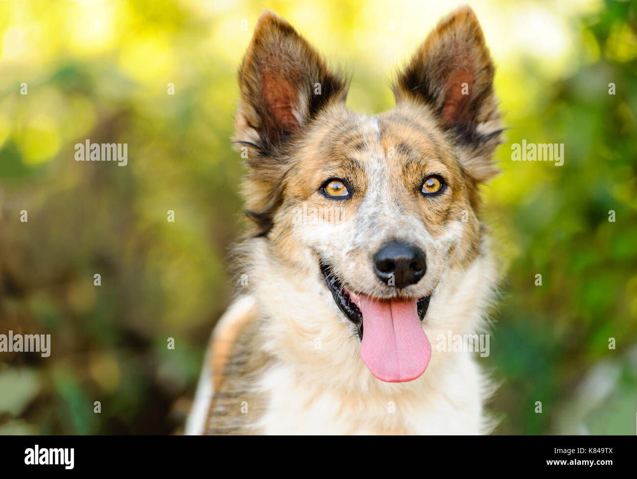 Collie Hund ist eine schöne Collie im Freien mit natürlichen Natur Hintergrund. Stockfoto