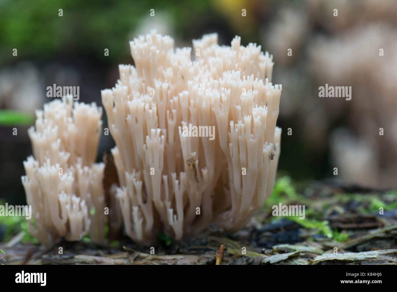 Closeup zu weiße Koralle - ramaria stricta Pilz selektiven Fokus Stockfoto