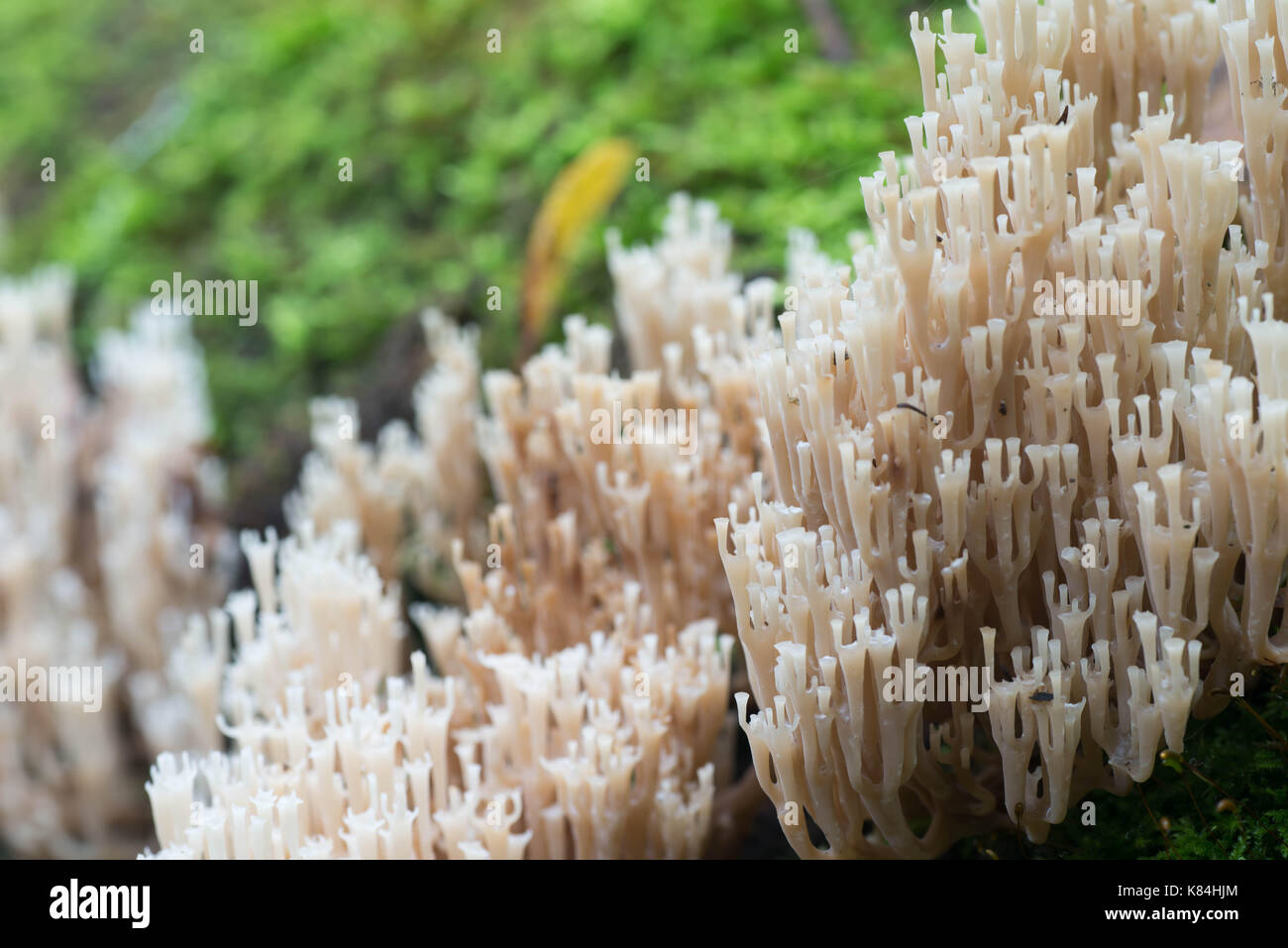 Closeup zu weiße Koralle - ramaria stricta Pilz selektiven Fokus Stockfoto