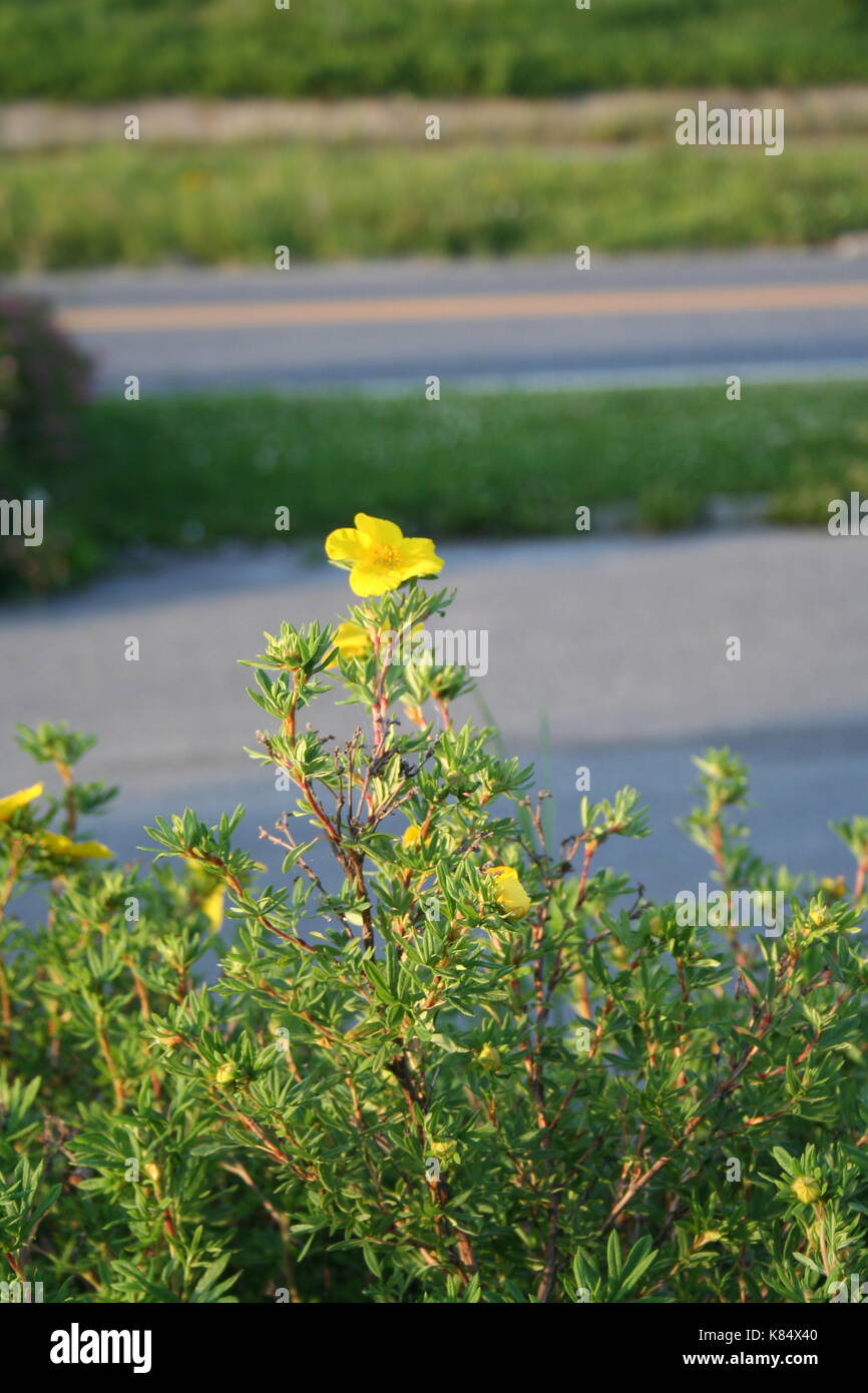 Die Bush cinquefoil (dasiphora fruticosa) - die Rose des Nordens. Einen schönen Strauch mit einer Millionen Namen und einer Million Varianten Stockfoto