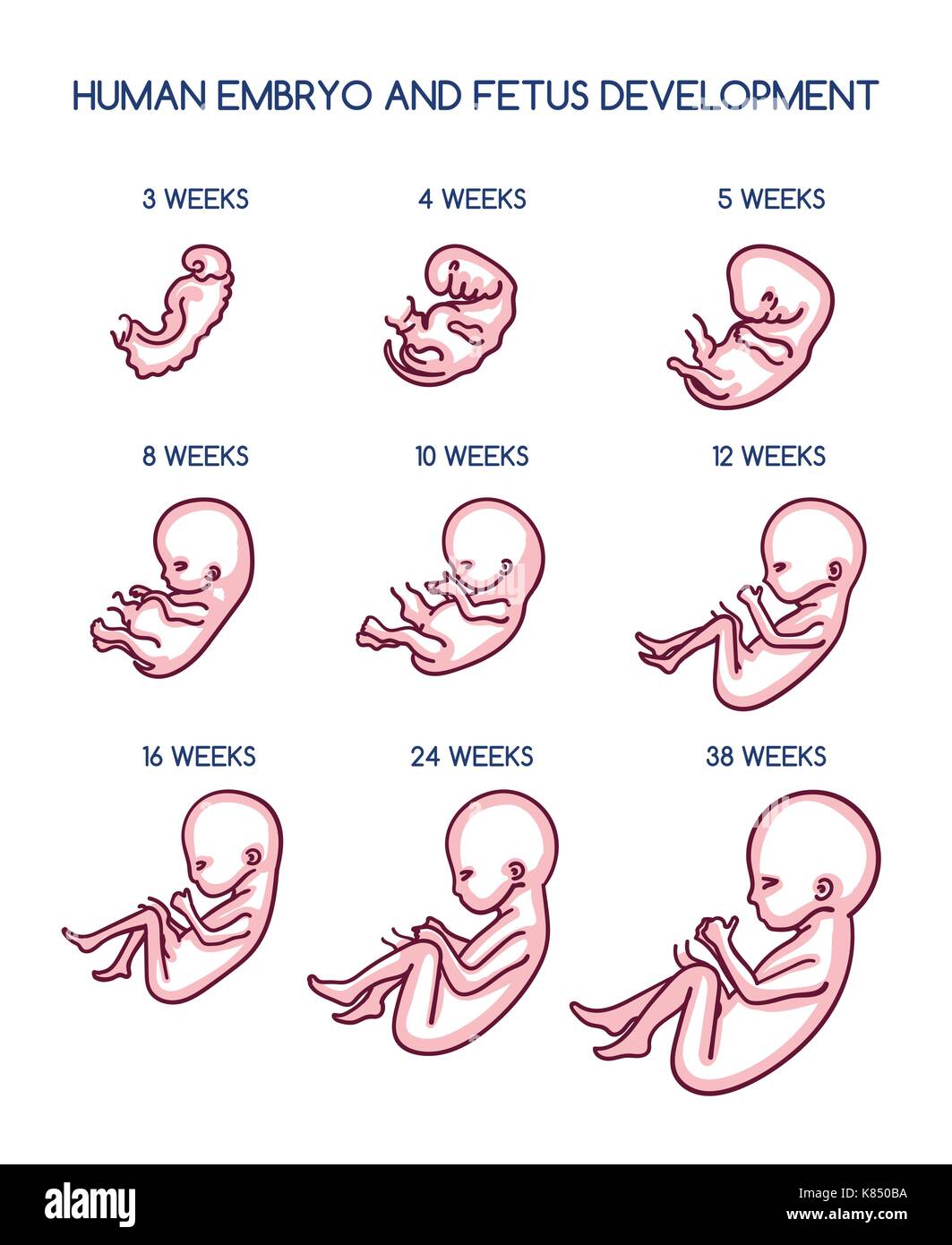 Die fötale Entwicklung Vector Illustration. Schwangerschaft vor der Geburt embryo Wachstum leben