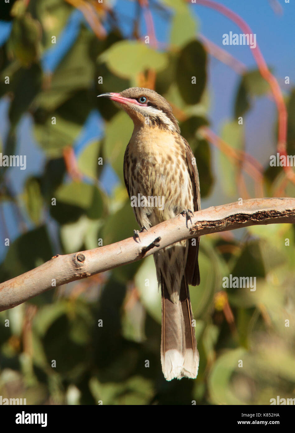 Eine Stachelige ist Honeyeater, Acanthagenys rufogularis, sitzt auf einem Ast mit Laub im Hintergrund Stockfoto