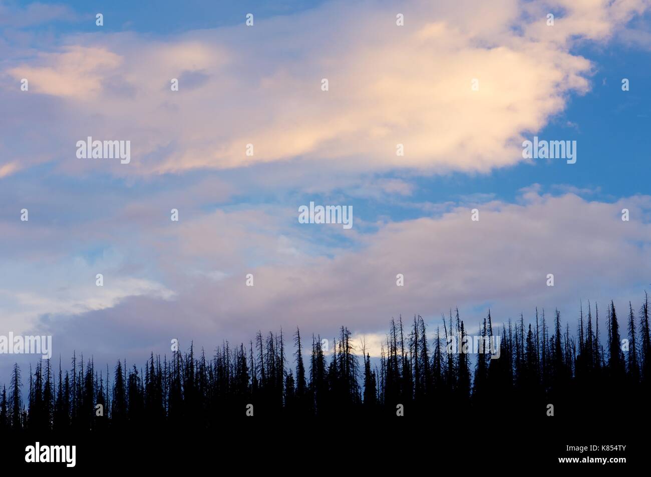 Wald und Himmel Wolken in Cedar Breaks National Monument, Utah, USA Stockfoto