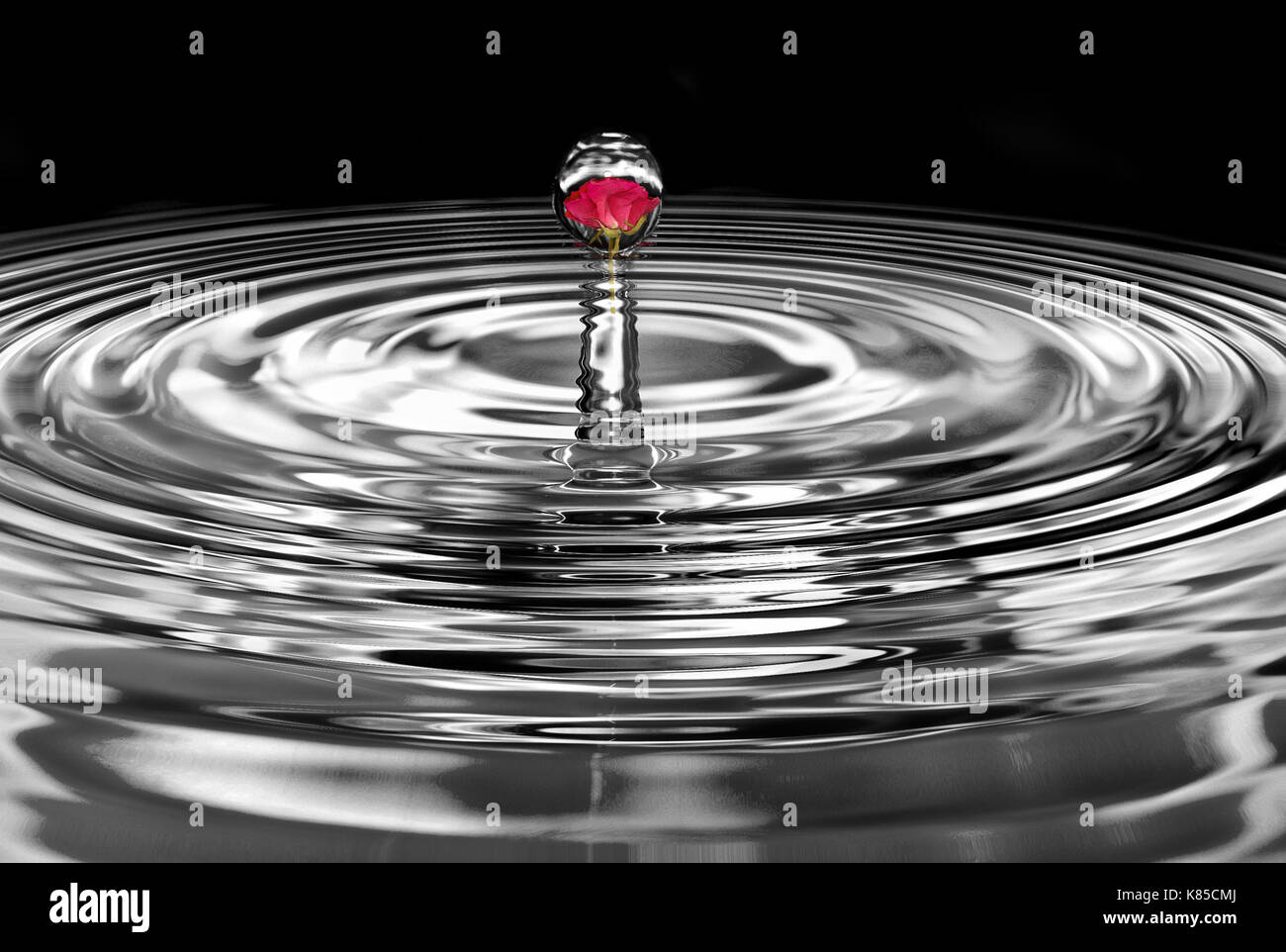 Rote Rose in Wassertropfen mit Ripple Effect Stockfoto