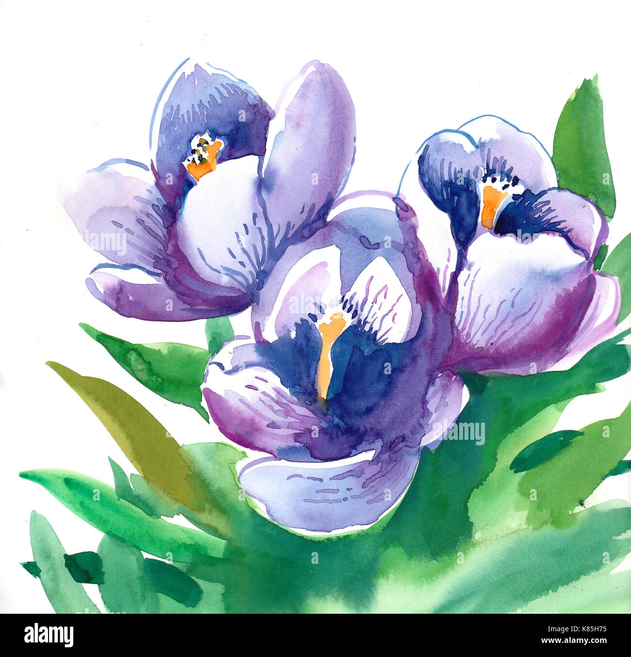Blüte lila Blüten. Aquarell Malerei Stockfoto