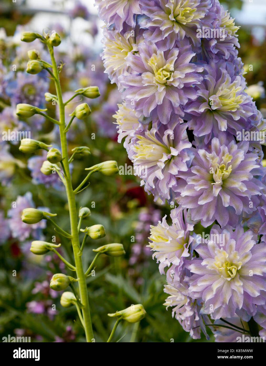 Sommerblumen in einem Garten in England, UK Stockfoto