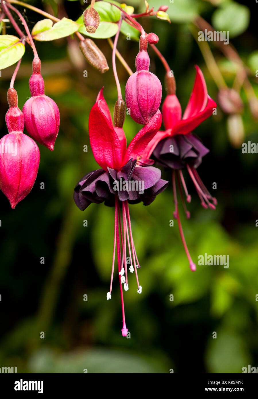 Fuschia Blume in einem Garten in England, Großbritannien Stockfoto