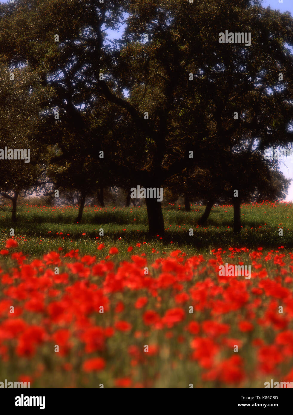 Spanien, Andalusien, Landschaft in der Nähe von Ronda Stockfoto