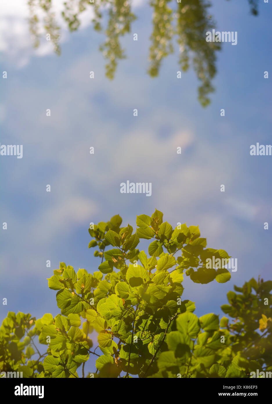 Blauer Himmel und Bäume in ruhigem Wasser reflektieren auf einen Herbst Tag in Großbritannien. Perfekte Reflektion im Wasser, im Porträt mit kopieren. Stockfoto