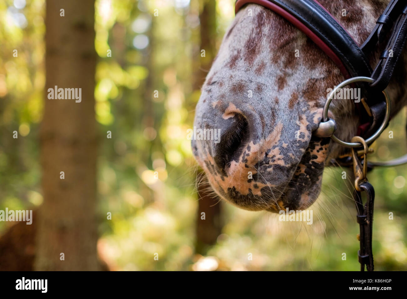 Teil des Pferdes. Große Nase und Nasenlöcher Stockfoto