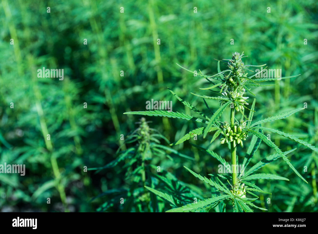Abstrakte und konzeptionelle des Anbaus von Cannabis zu therapeutischen Zwecken. Marihuana ist eine Heilpflanze, die seit der Antike bekannt. Ursprünglich aus Stockfoto