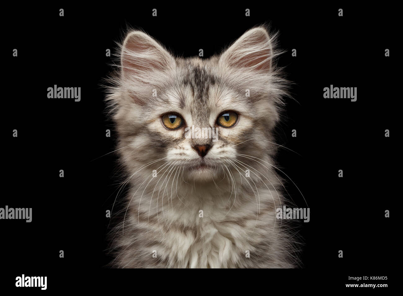 Sibirische Kätzchen auf isolierte schwarze Hintergrund Stockfoto
