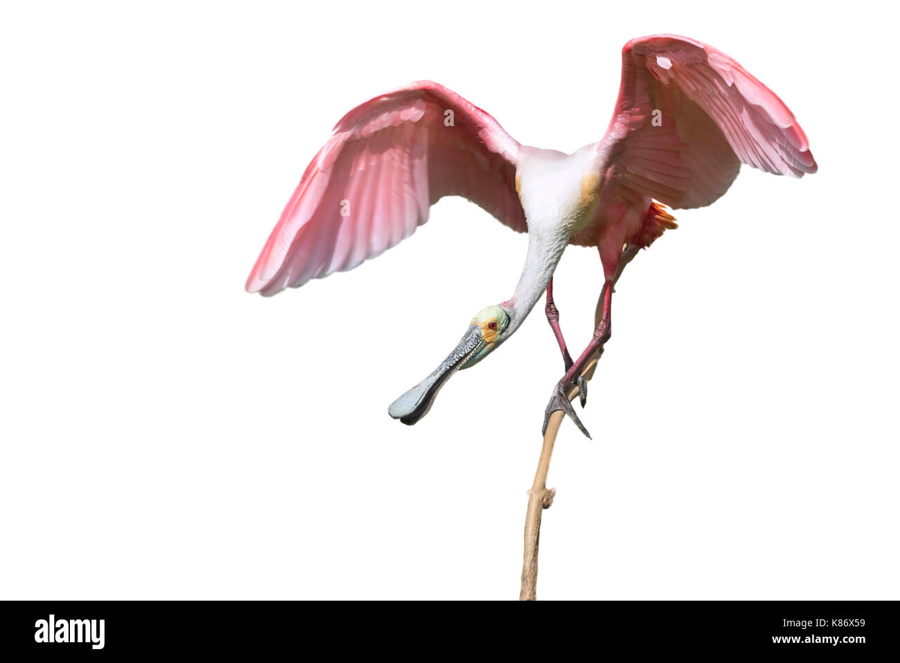 Rosalöffler (Platalea ajaja) mit offenen Flügeln, auf weißem Hintergrund. Stockfoto