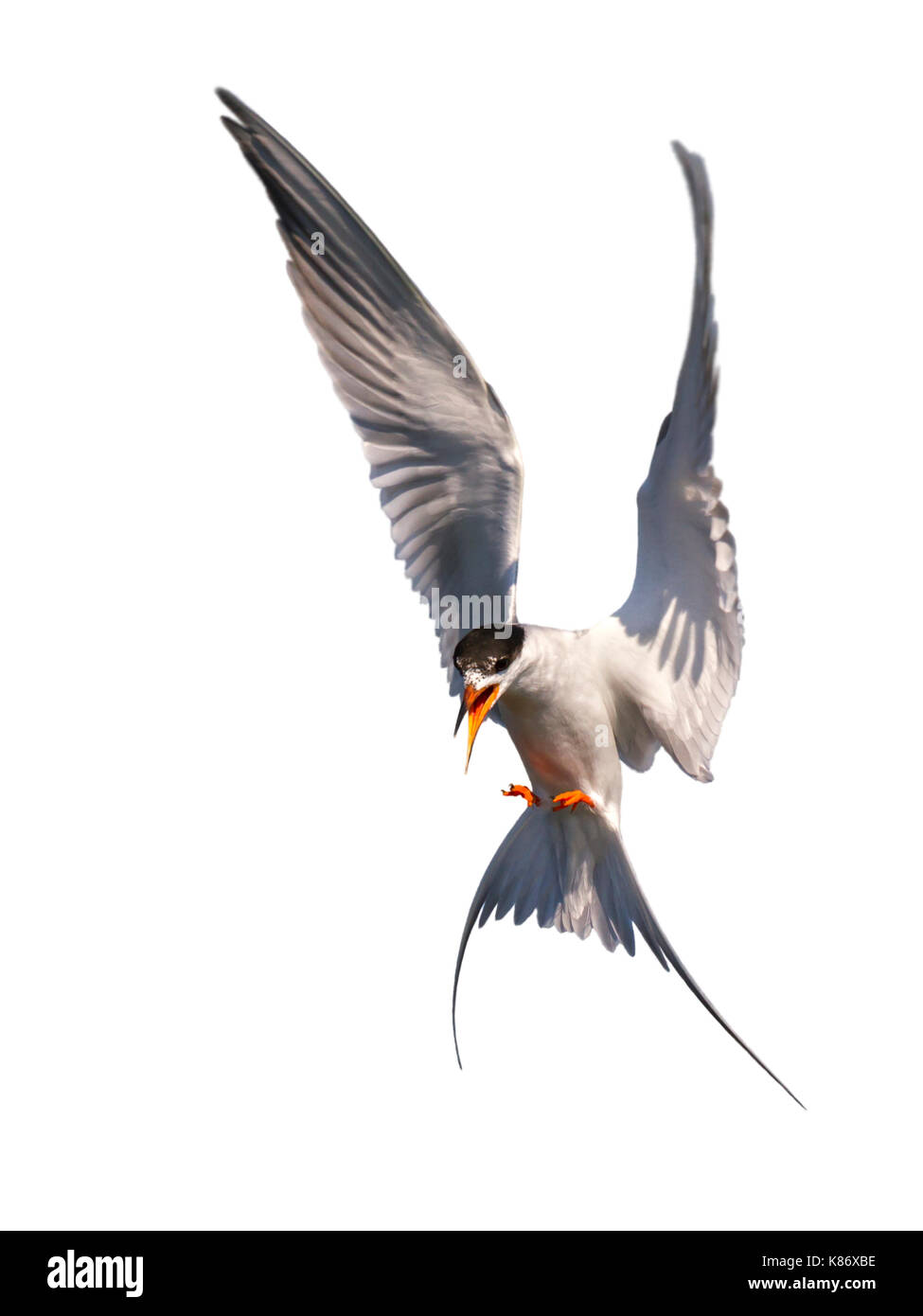Forster tern (Sterna forsteri) demonstrieren die Zucht Gefieder im Flug, auf weißem Hintergrund. Stockfoto