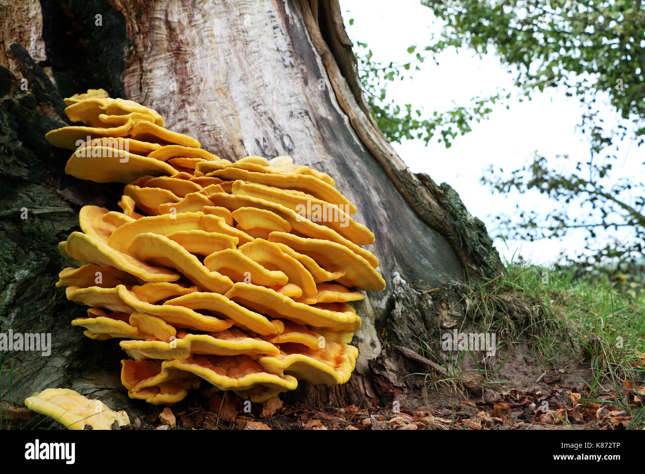 Die schöne ungenießbare gelb Parasiten Pilz wächst am Baum, Nahaufnahme Foto. Tod Pilze wächst auf der Rinde Stockfoto