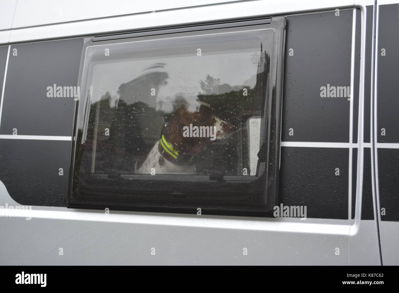 Leber und weißen English Springer Spaniel mit reflektierenden Kragen im Fenster eines Reisemobil Wohnmobil re Familie Haustier Urlaub in der Natur Stockfoto