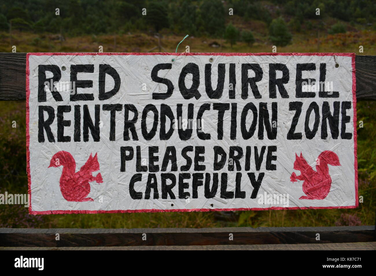 Hand Made Zeichen für Eichhörnchen Wiedereinführung Zone fahren Sie bitte sorgfältig Straße in Schottland eine 896 Glenshieldaig Wald Stockfoto