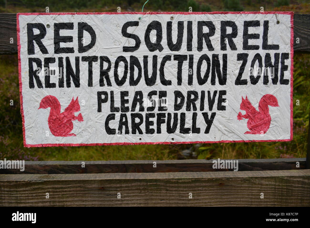Hand Made Zeichen für Eichhörnchen Wiedereinführung Zone fahren Sie bitte sorgfältig Straße in Schottland eine 896 Glenshieldaig Wald Stockfoto