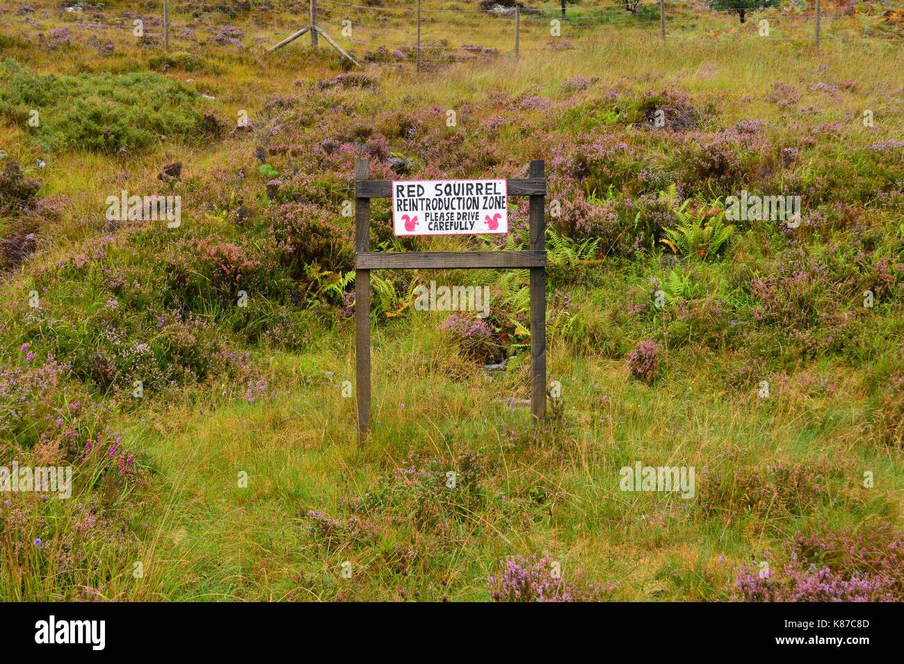 Hand Made Zeichen für Eichhörnchen Wiedereinführung Zone fahren Sie bitte sorgfältig Straße in Schottland eine 896 Glenshieldaig Wald Stockfoto