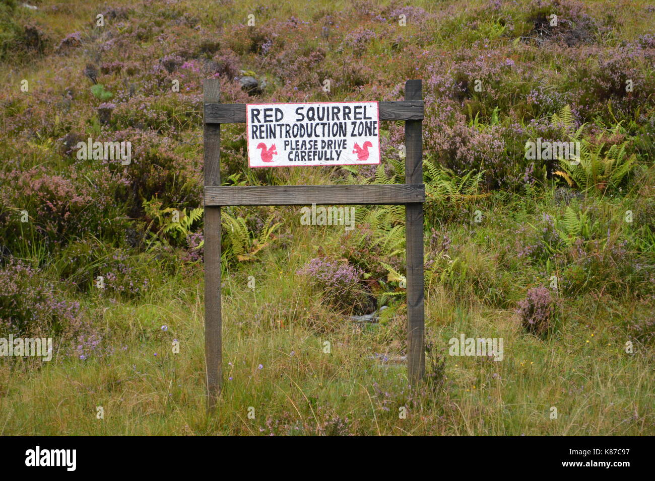 Hand Made Zeichen für Eichhörnchen Wiedereinführung Zone fahren Sie bitte sorgfältig Straße in Schottland eine 896 Glenshieldaig Wald Stockfoto