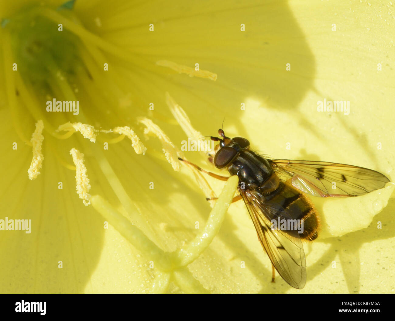Ein hoverfly (Ferdinandea cuprea) Feeds auf einer gemeinsamen Nachtkerze (Oenothera biennis) Blüte. Bedgebury Wald, Kent, Stockfoto
