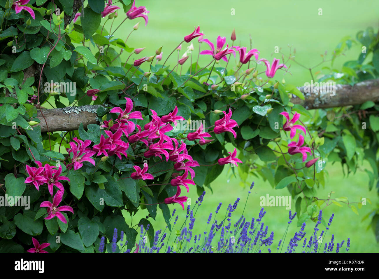 Clematis Prinzessin Diana und Lavendel. Stockfoto