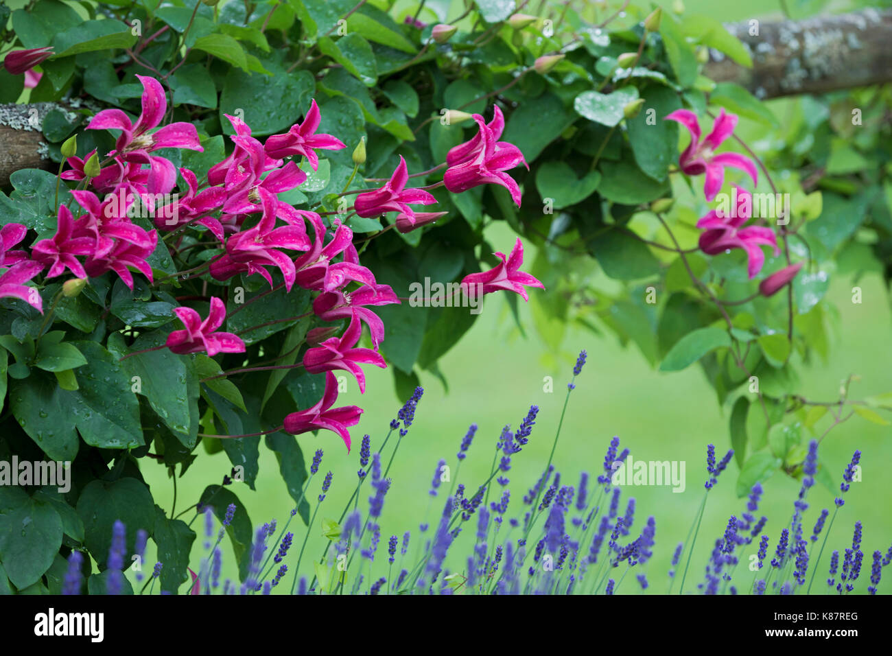 Clematis Prinzessin Diana und Lavendel. Stockfoto