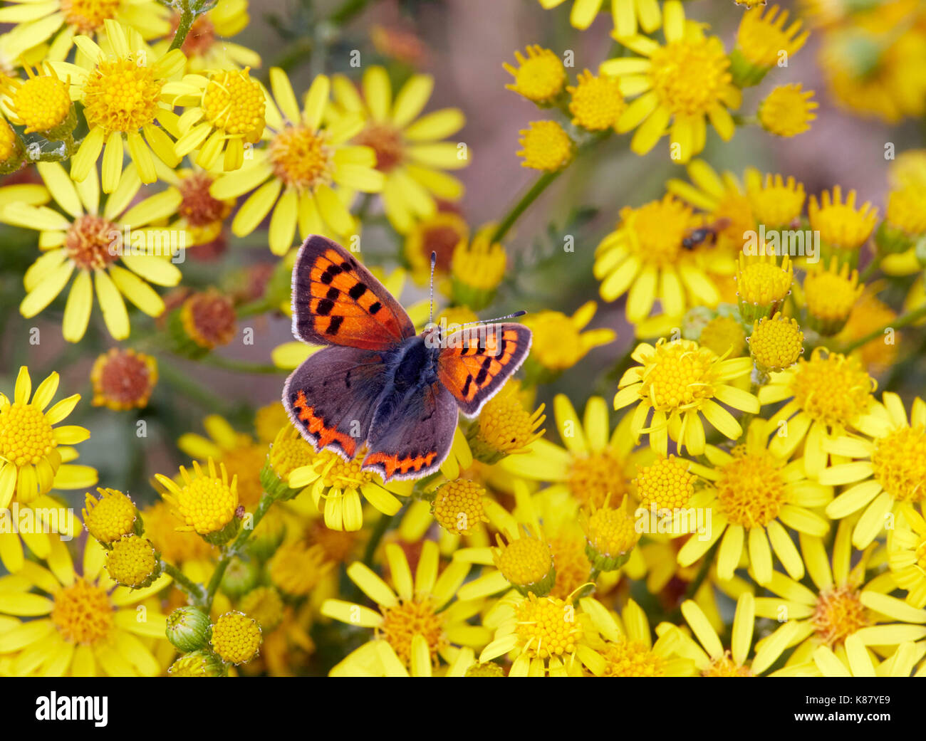 Kleine Kupfer nectaring auf Ragwort Blumen. Hurst suchen, East Molesey, Surrey, Großbritannien. Stockfoto