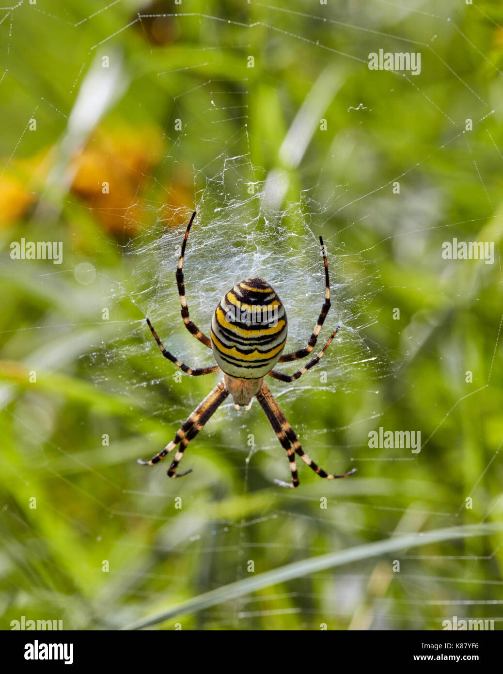 Wasp Spider auf seiner Website. Hurst suchen, East Molesey, Surrey, Großbritannien. Stockfoto