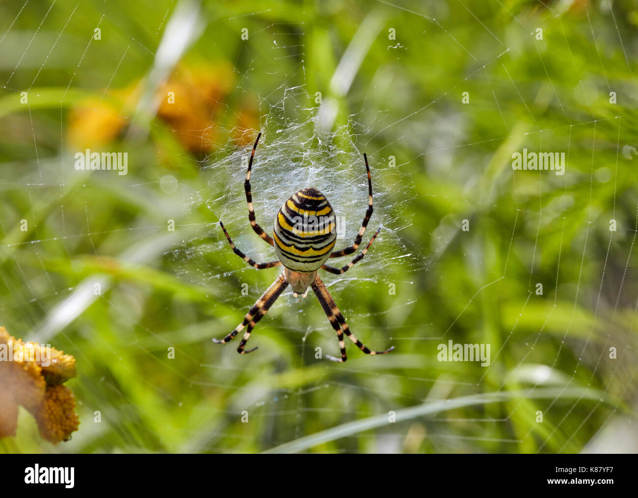 Wasp Spider auf seiner Website. Hurst suchen, East Molesey, Surrey, Großbritannien. Stockfoto