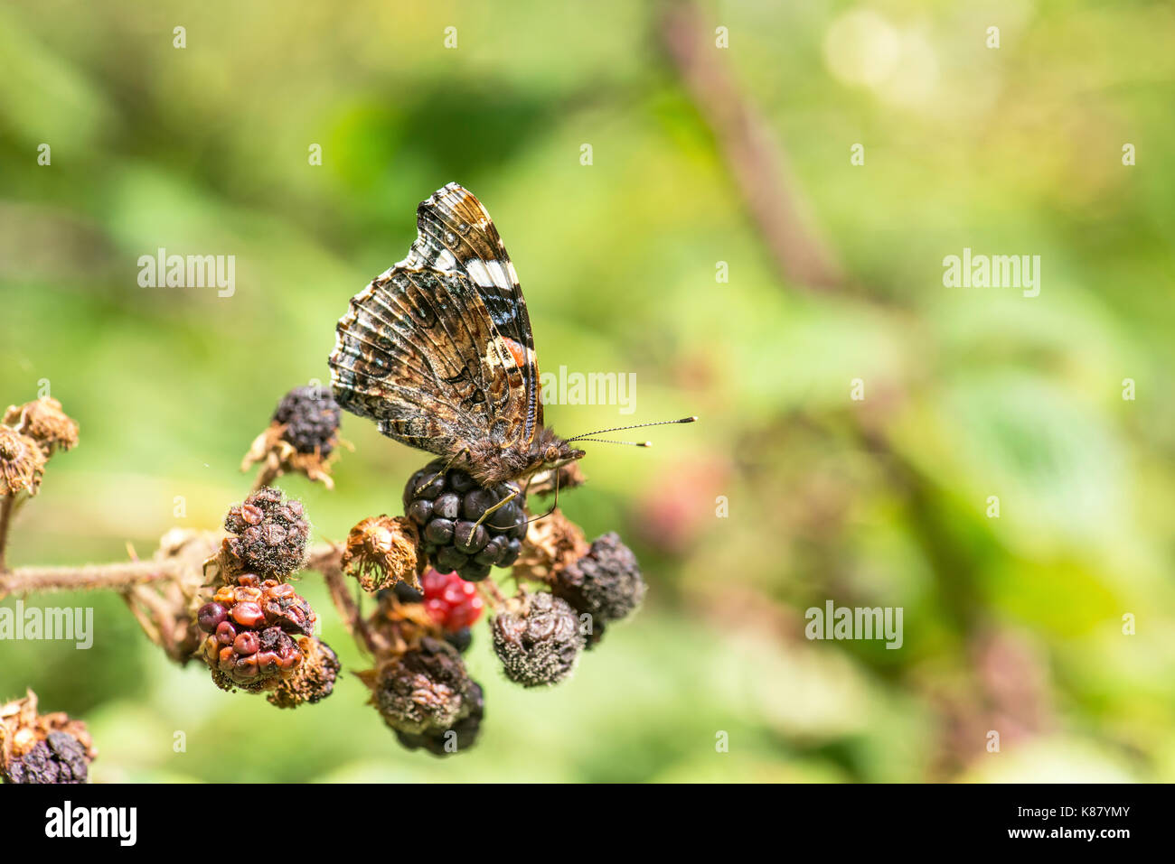 Rot Schmetterling Admiral (Vanessa atalanta) Unterseite von Erwachsenen auf einem Blackberry. Stockfoto