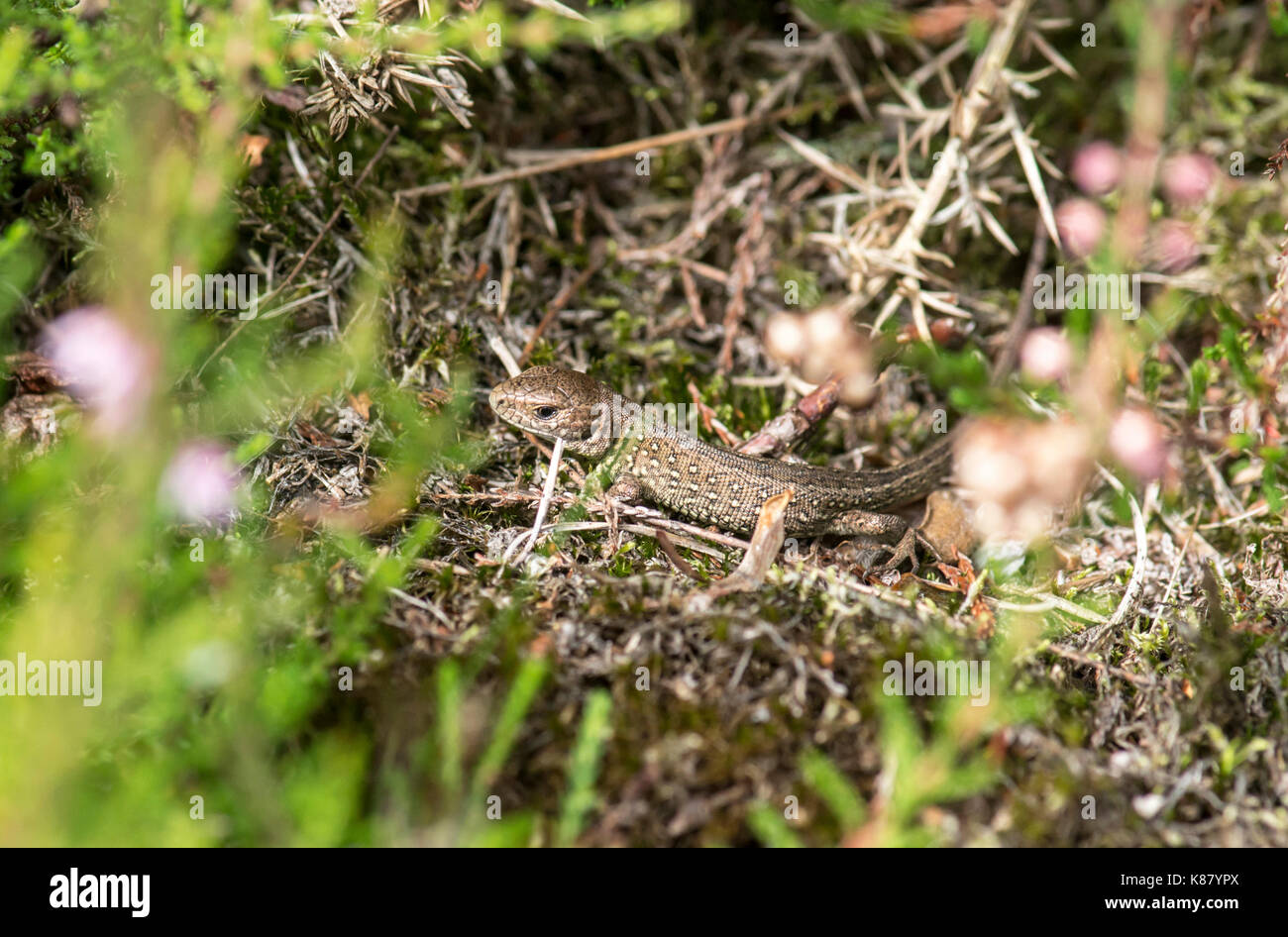 Zauneidechse (Lacerta agilis), juvenile Tiere im September fotografiert, innerhalb von ein paar Wochen schlüpfen. Stockfoto