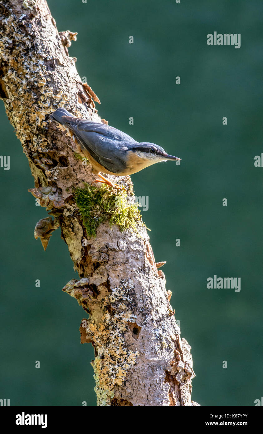 Kleiber (Sitta europaea) Stockfoto