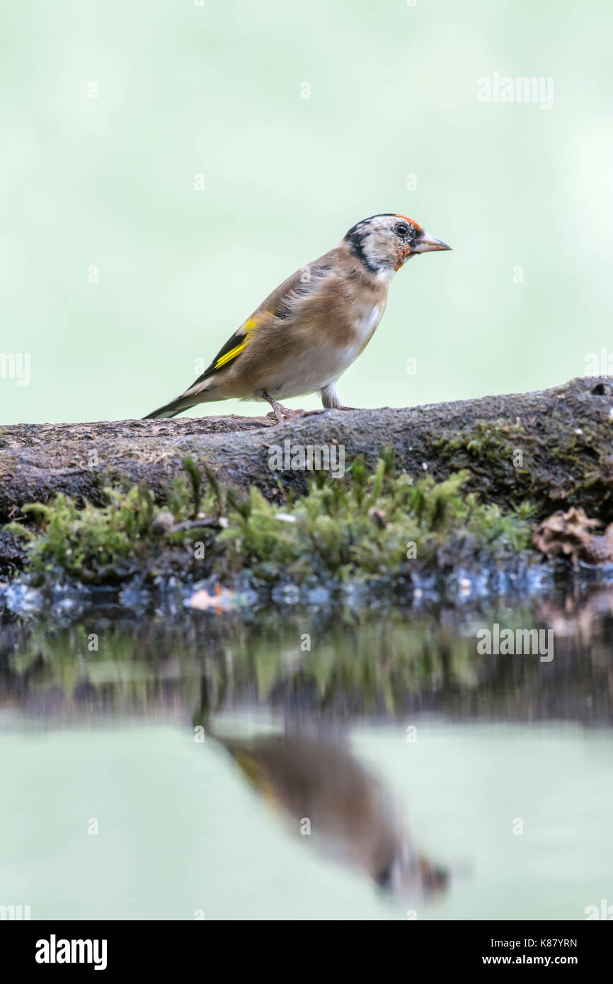 Stieglitz (Cardeulis cardeulis) an eine Reflexion Pool. Juvenile vogel Mauser in erwachsene Gefieder. Stockfoto