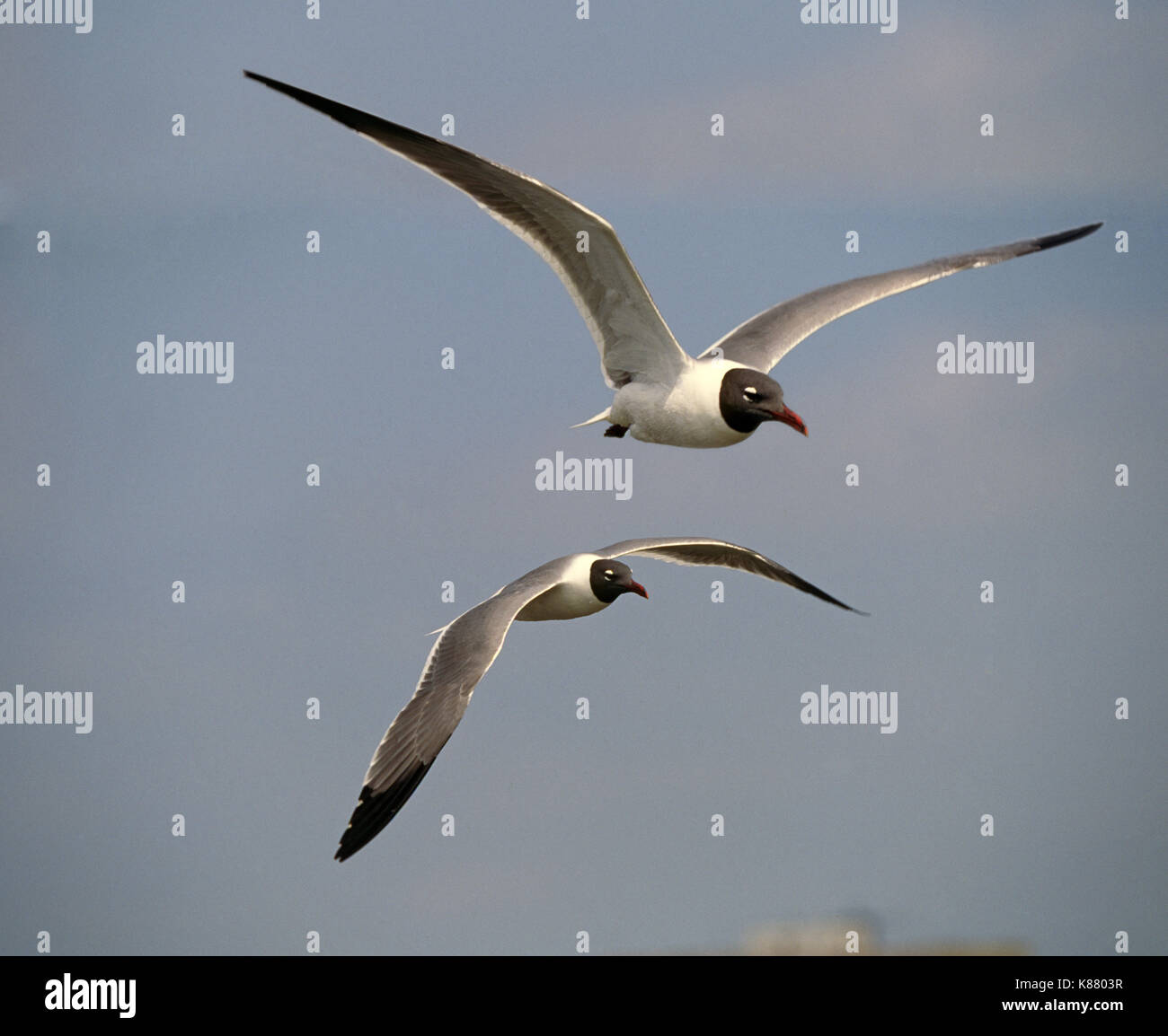 Porträt von zwei laughing Gull, Leucophaeus atricilla, einer gemeinsamen Möwe auf den Golf von Mexiko Küste. Stockfoto