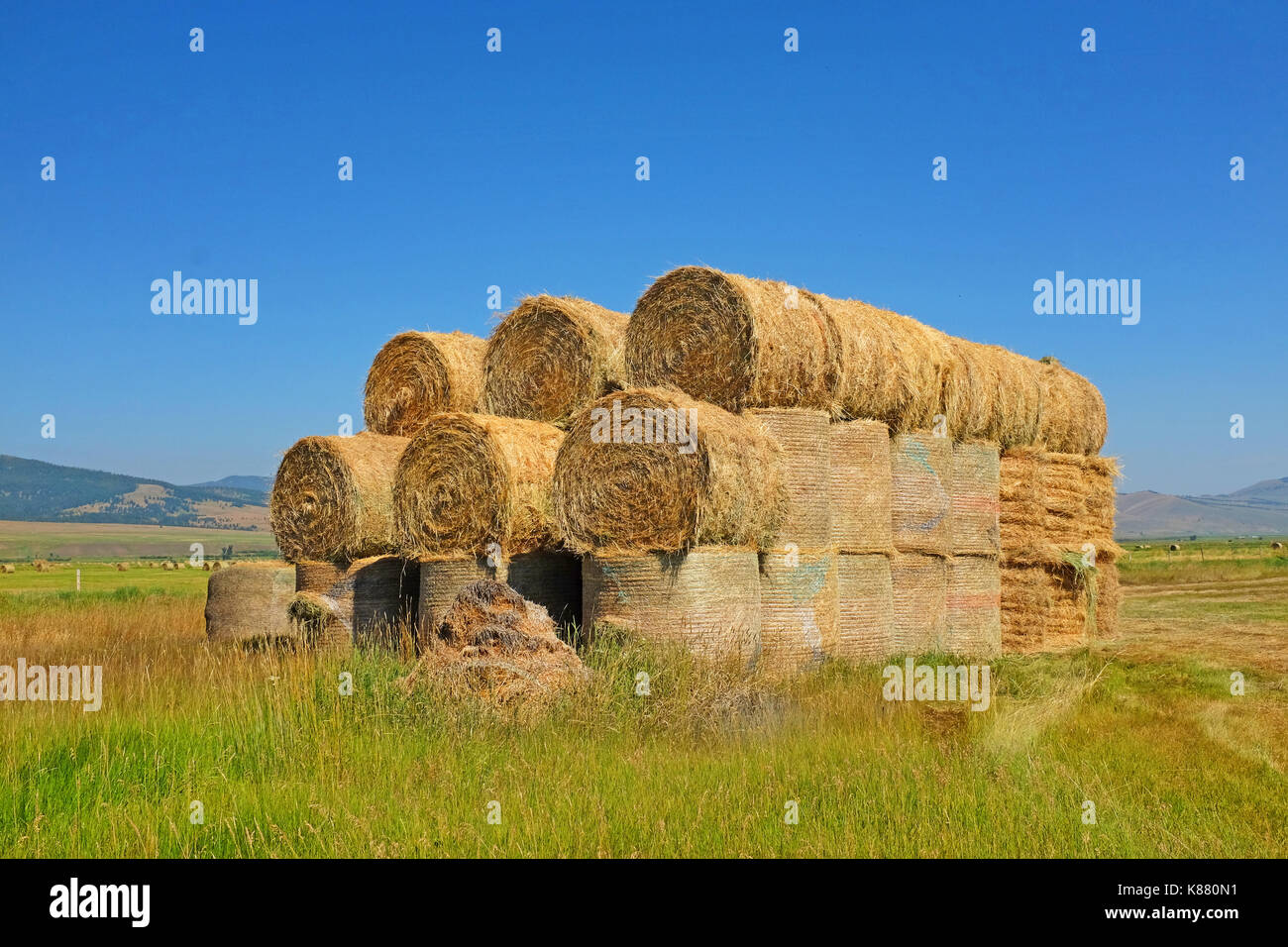 Ein Stapel von Tonnen Heuballen auf einer Rinderfarm entlang Flint Creek im Südwesten von Montana in der Nähe von Phillilpsburg, Montana. Stockfoto