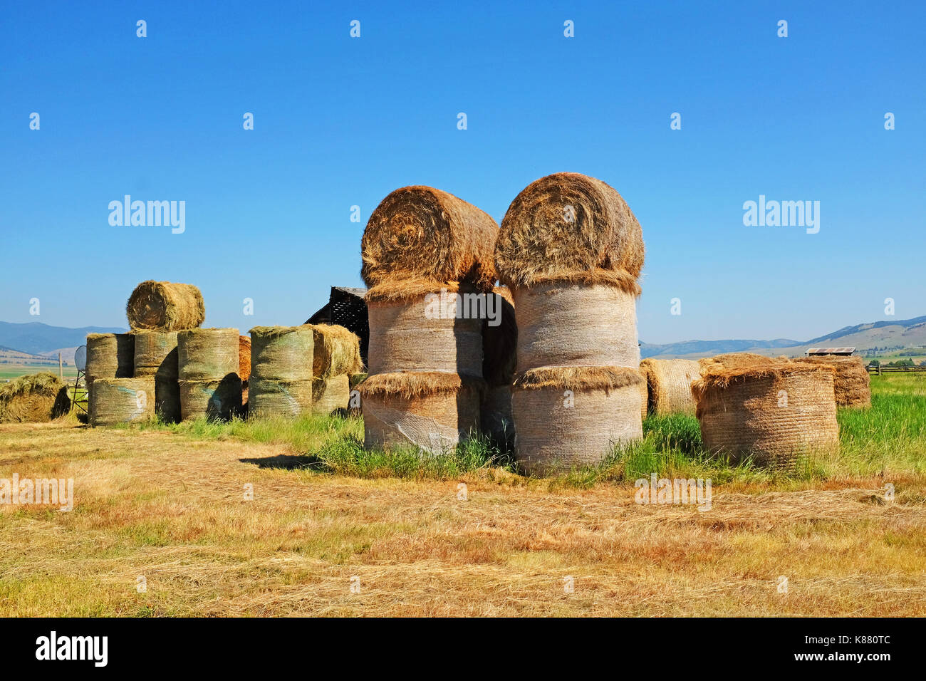 Ein Stapel von Tonnen Heuballen auf einer Rinderfarm entlang Flint Creek im Südwesten von Montana in der Nähe von Phillilpsburg, Montana. Stockfoto