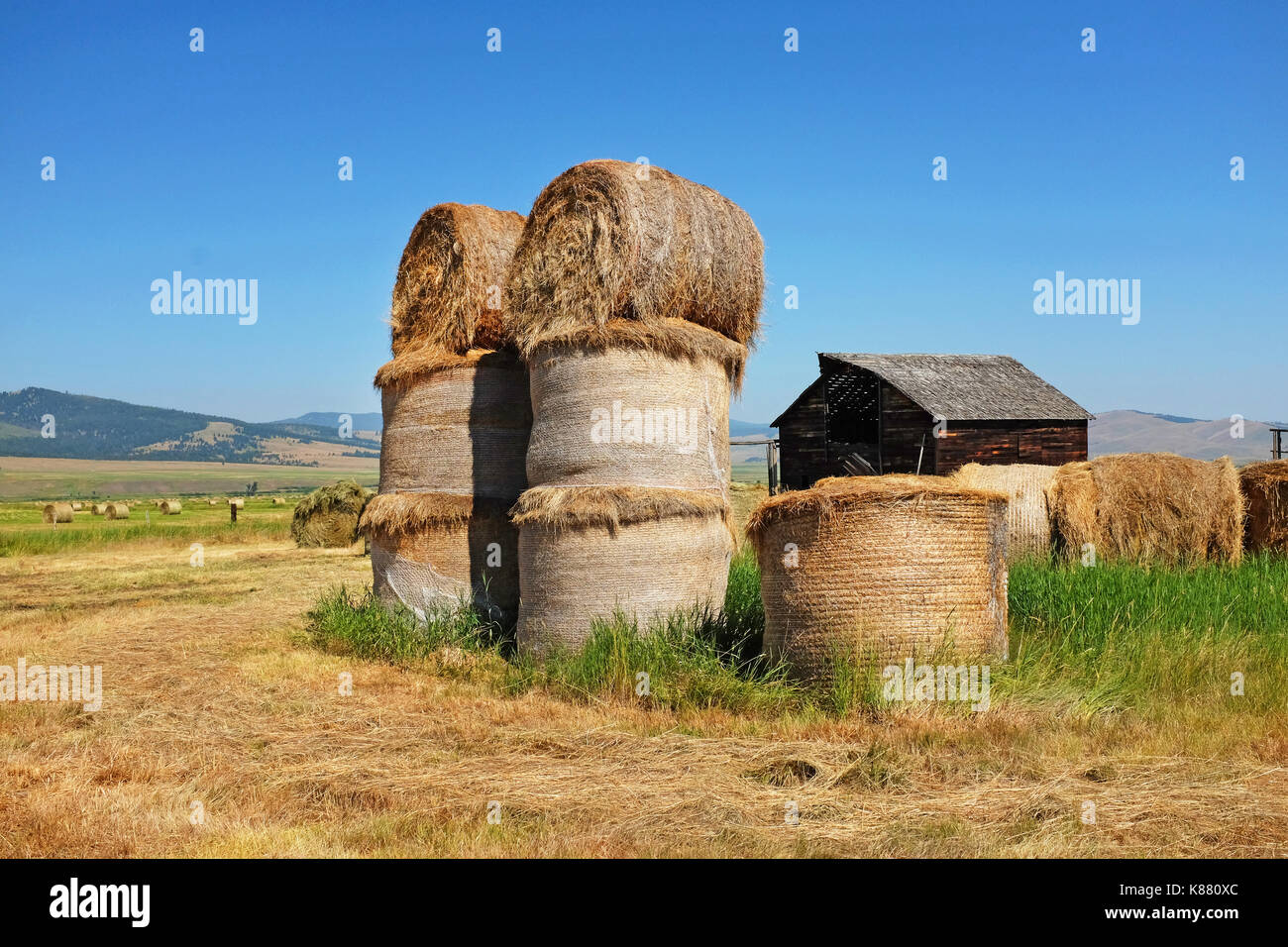 Ein Stapel von Tonnen Heuballen auf einer Rinderfarm entlang Flint Creek im Südwesten von Montana in der Nähe von Phillilpsburg, Montana. Stockfoto