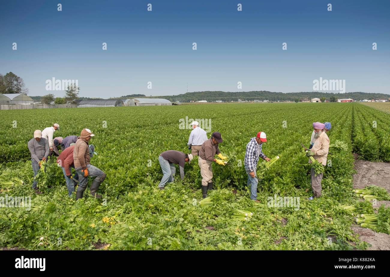 Landwirtschaft Ernte Sellerie, Onios und Salat von Wanderarbeitnehmern in der Nähe von Toronto, Ontario, Kanada im Holland Marsh Stockfoto