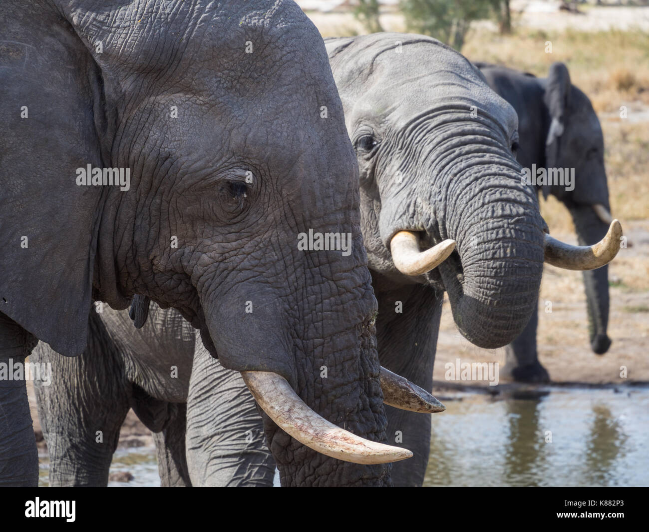 Nahaufnahme des Afrikanischen Elefanten trinken an Wasser Loch in Botswana, Afrika. Stockfoto