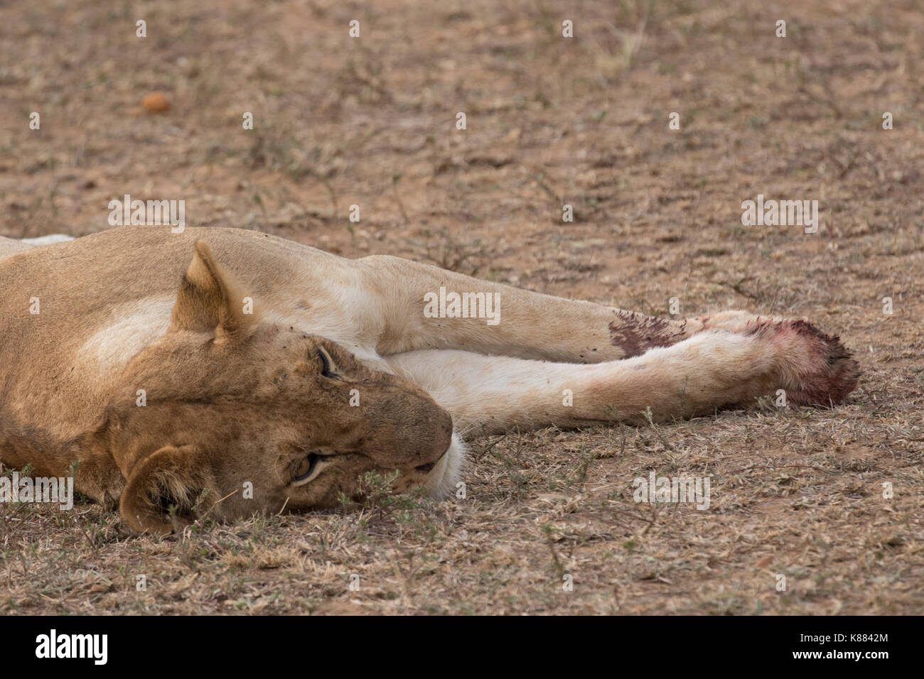 Eine Löwin döst nach Schlemmen auf einem Kill, noch mit Blut auf die Pfoten. Die Masai Mara, Kenia Stockfoto