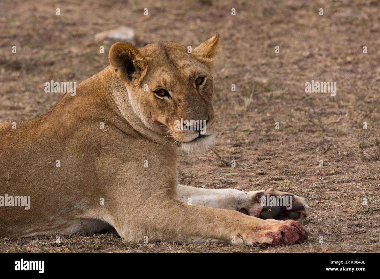 Eine Löwin liegt nach der Fütterung auf einem töten, noch mit Blut auf die Pfoten. Die Masai Mara, Kenia Stockfoto