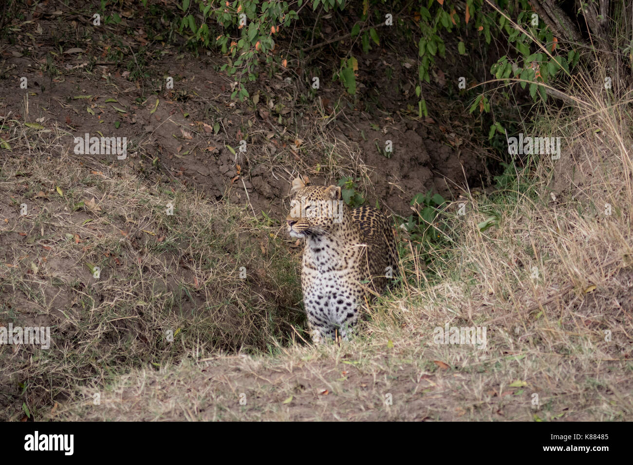 Ein erwachsenes Weibchen leapardstakes eine Rinne in der Masai Mara, Kenia Stockfoto