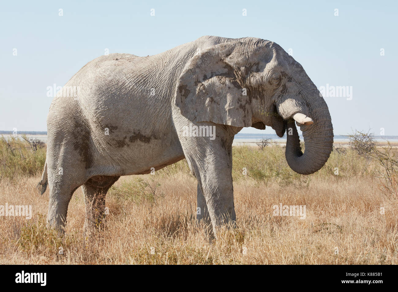 Ein Afrikanischer Elefant, Loxodonta africana, stehend im Grünland wickeln seinen Rüssel zu füttern. Stockfoto