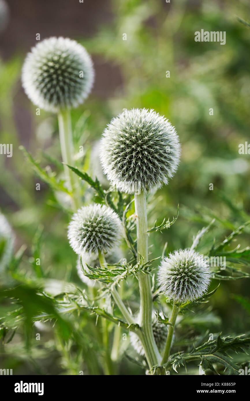 In der Nähe von Green Globe Disteln in einem Garten. Stockfoto