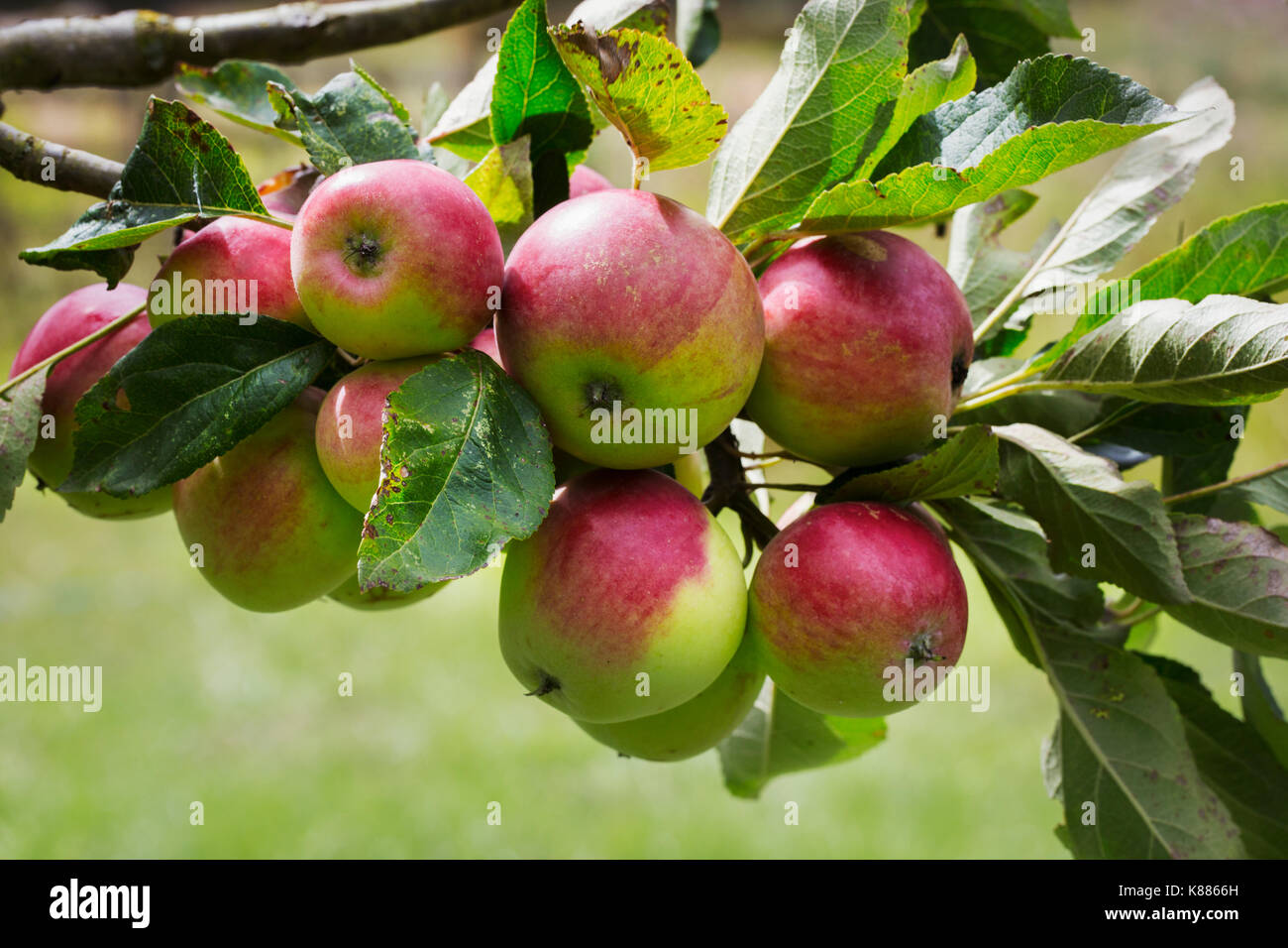 Nahaufnahme von roten und grünen Äpfel am Zweig von einem Apfelbaum. Stockfoto