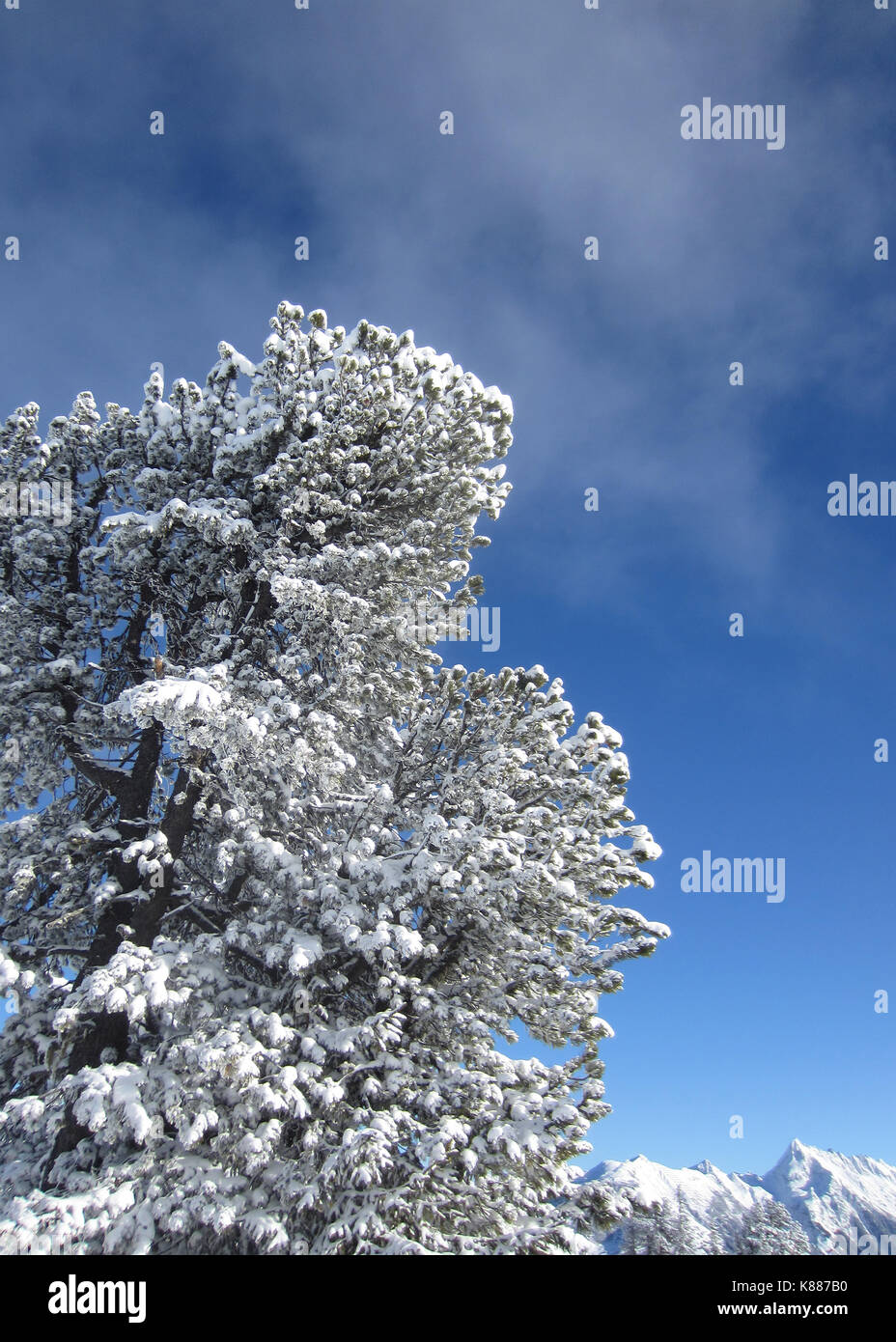 Mayrhofen Berge. Dieses Foto Termine bis Dezember 2013 und zeigt verschneiten Baum in die Berge - Alpen - hinter der Stadt von Mayrhofen in Österreich. Das Foto ist aus einem Pfad durch Winter Schüttlern (mit Wanderstöcke und Wanderschuhe) entlang der Alpen. Mayrhofen in Tirol, Österreich. Stockfoto