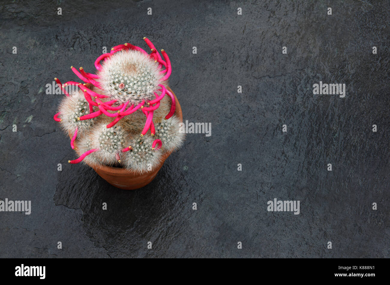 Cactus Mammillaria bocasana fotografiert im September nach der Blüte beendet hat. Die Frucht hat in seiner charakteristischen Spirale Bildung und Th gebildet Stockfoto