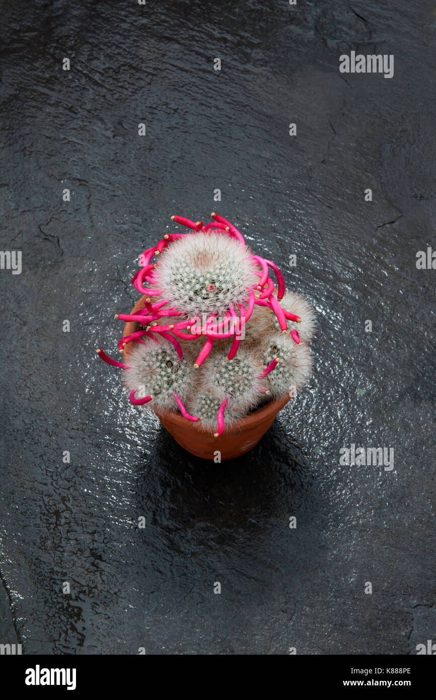 Cactus Mammillaria bocasana fotografiert im September nach der Blüte beendet hat. Die Frucht hat in seiner charakteristischen Spirale Bildung und Th gebildet Stockfoto